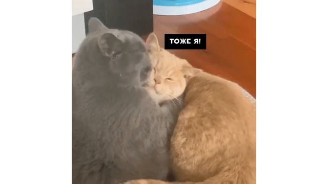 Приколы с котами. КОТЫ ВПЕРВЫЕ УВИДЕЛИ ЁЛКУ | Мемозг #150 смотреть онлайн