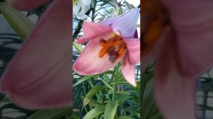 Лилия, сорт Розовая Планета(Pink Planet). Лилейное дерево до