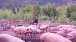 медведь ворует свинью