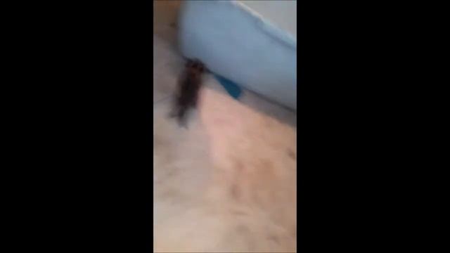 УНИКАЛЬНОЕ ПОТОМСТВО ЛЕСНЫХ КОТЯТ _рождены в цирке смотреть онлайн