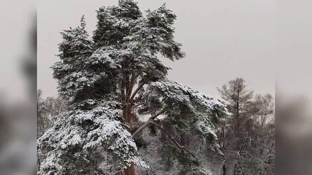Снег. Царицыно. Снег. смотреть онлайн