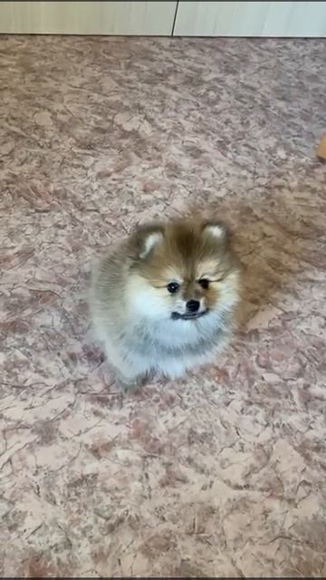 Шпицы смотреть онлайн