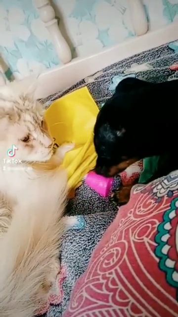 #прикол #мейнкун #тойтерьер смотреть онлайн