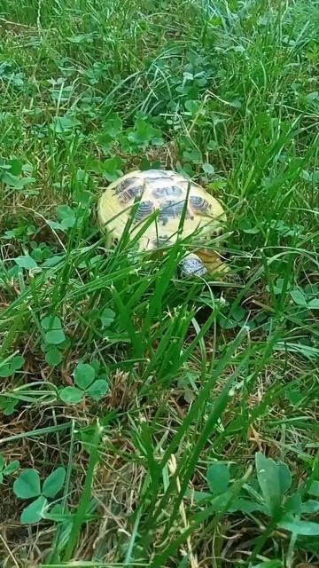 Літній день черепашки Емми