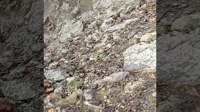 Казбек с Севера Climbing Mount Kazbek 5033. Russia, July 21.