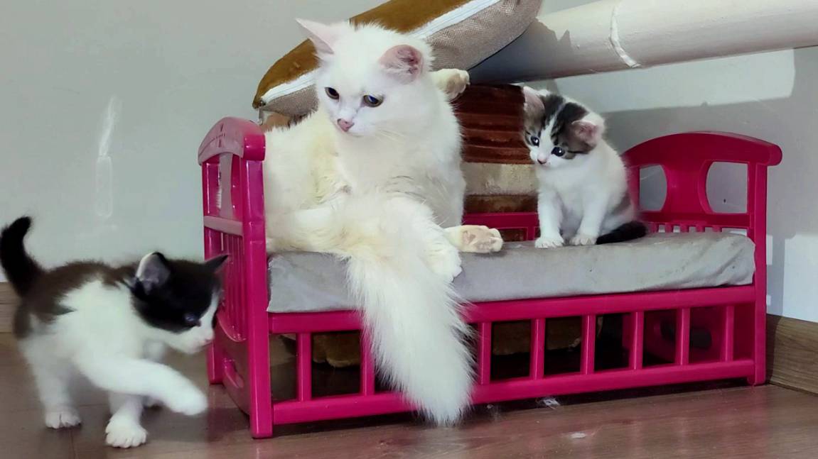 Два крошечных котенка. Мама-кошка и ее милые котята. Милая кошачья семья. смотреть онлайн