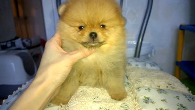 Тая 1,5 мес смотреть онлайн