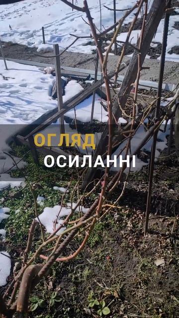 Тестуємо акумуляторний секатор Sequoia SBP3610C! ✂🔋 #інстру?