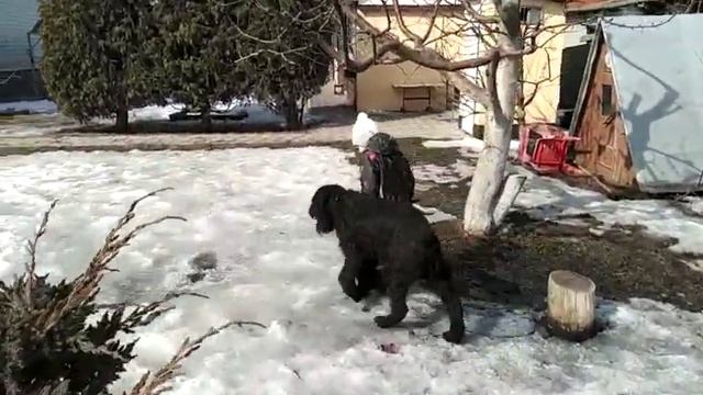 Воронежский конек. Нянька и Роман-Кош Хеймдаль. 1год 17 03 24. Сын Цирцеи, Пули и Зигзага
