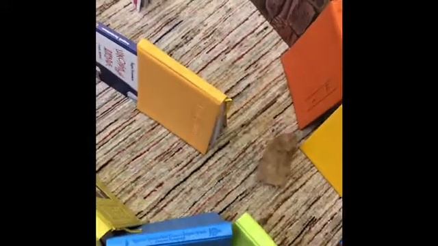 Хомяк в лабиринте