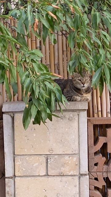 Кот незаметно лежит на заборе за веткой 😻 Смешные кот смотреть онлайн