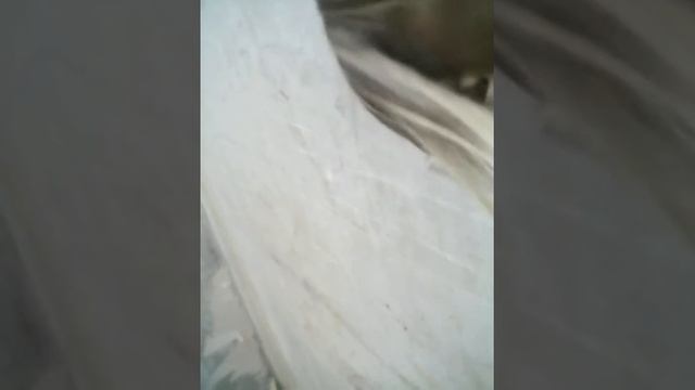 Рассказ и показ моей собаки Жанны смотреть онлайн