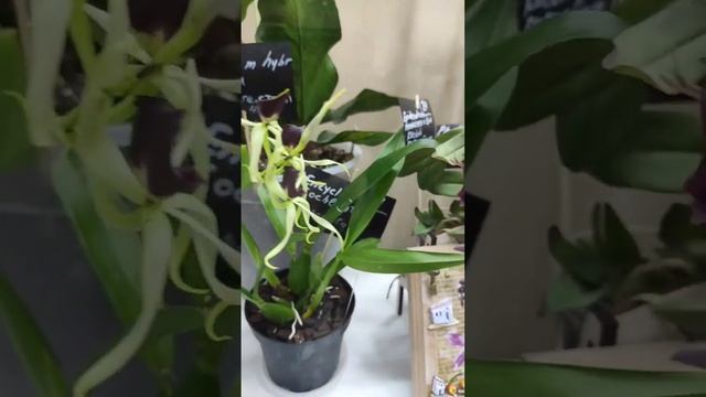 Выставка Орхидиум | Orchidium. Продолжение на канале. #орхи? смотреть онлайн