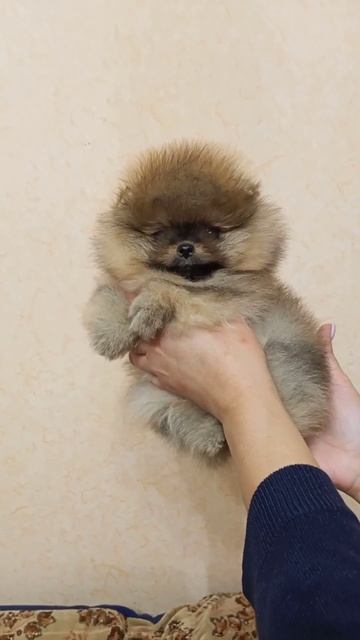 Щенок померанского шпица. Лидер Айленд Знак Качества.