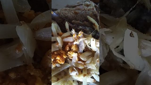 ЗАПОРОЖЬЕ УЖАС ЧТО ПОВЫЛАЗИЛО С КАРАСЕЙ Я В ШОКЕ 12.05.24 смотреть онлайн