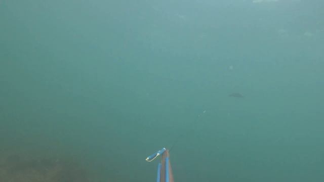 Подводная охота в Черном море,южный берег Крыма лето 20