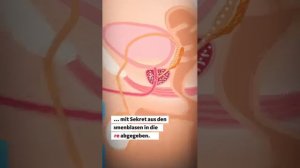 Оригинал аниме: У моего брата он чертовски огромен. Не