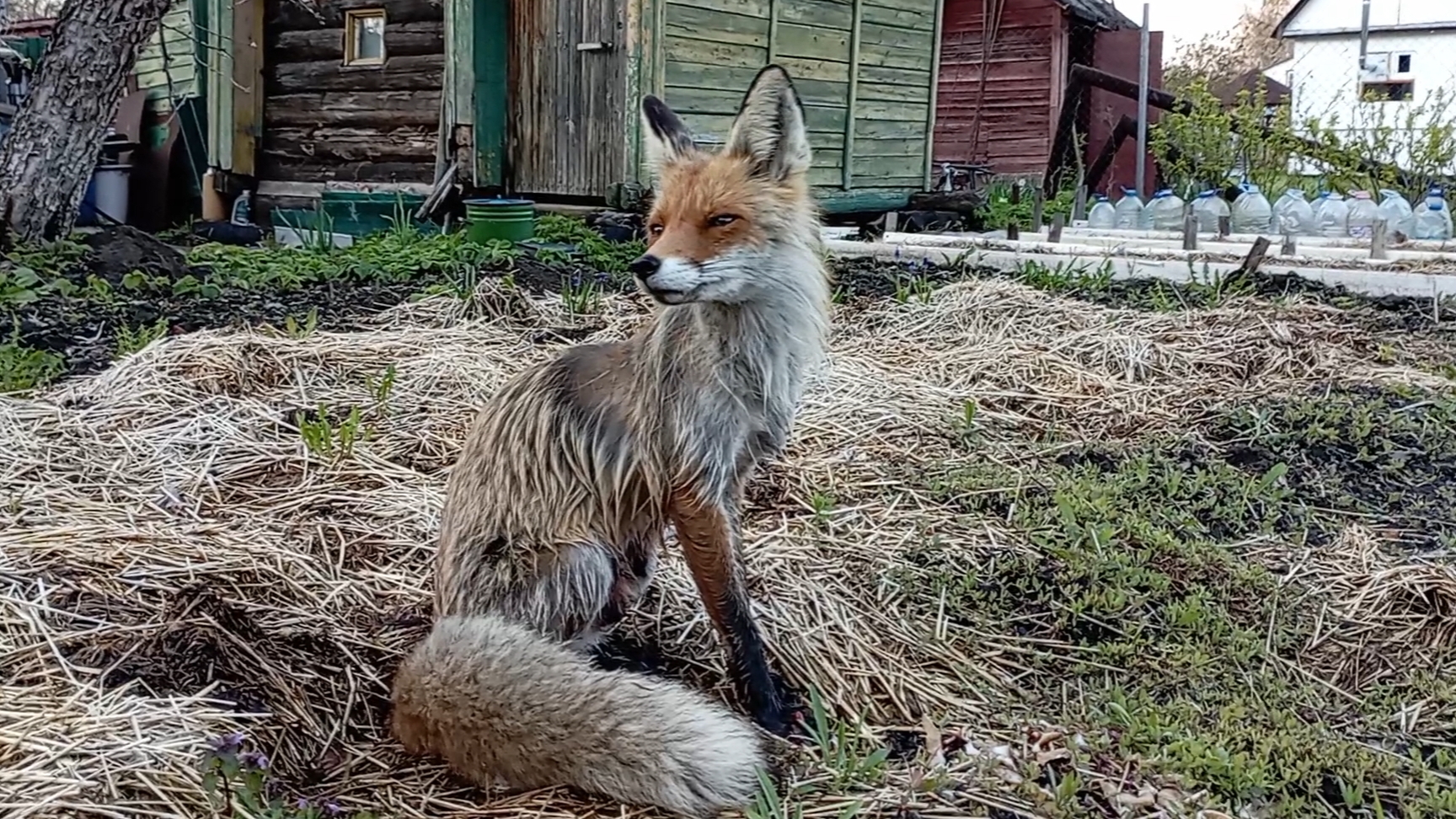 (1017) Лиса приходит в гости. Май 2025 смотреть онлайн