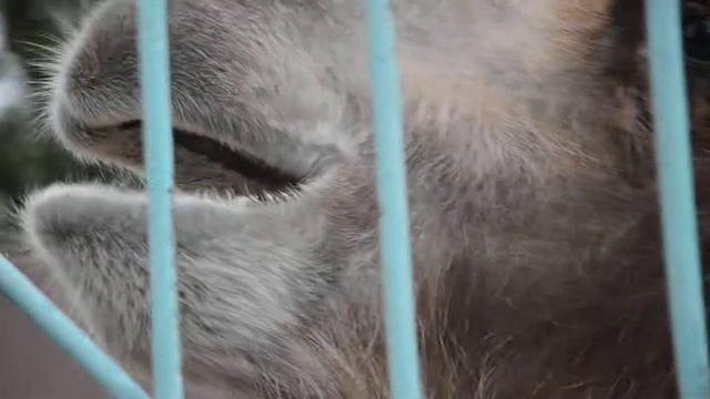 Кочерыжка и верблюд.MOV смотреть онлайн
