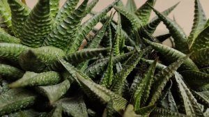 Хавортия лимифолия (Haworthia limifolia) - «звездный» суккулент