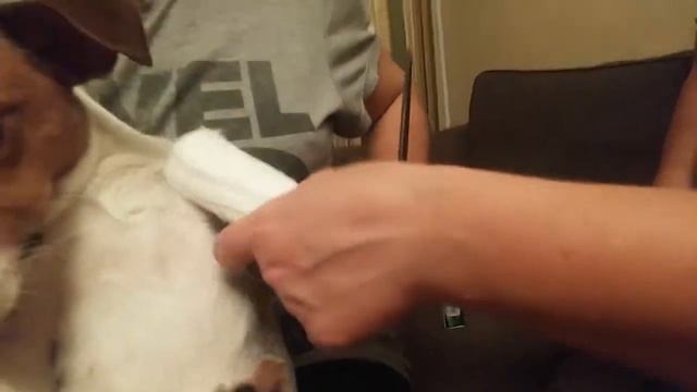 Раненый зверь.Первая медицинская помощь. Джек Рассел Терьер Санта на перевязке.