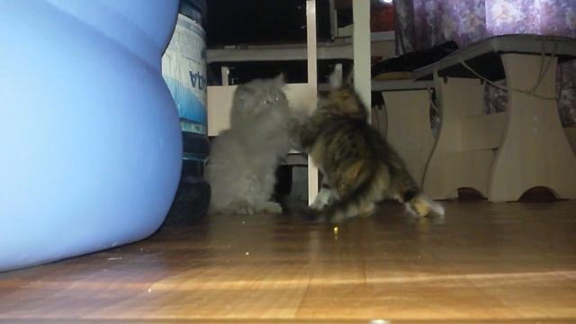 🍓Красивые котята забавно играют дерутся. Спасение котенка благородное дело! смотреть онлайн