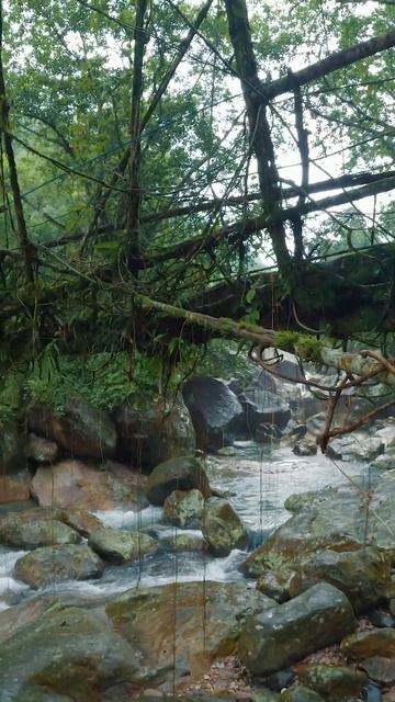 индийские джунгли #индия #yshorts #jungle #meghalaya #india смотреть онлайн