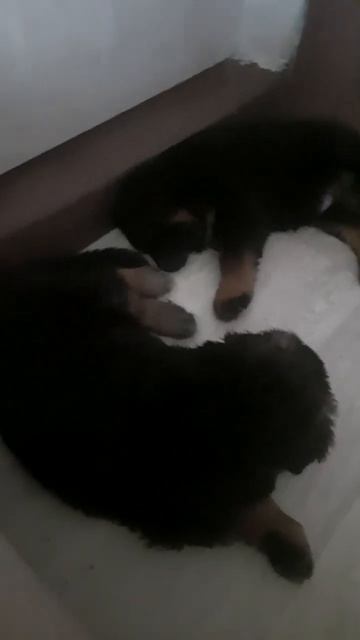 Сон! смотреть онлайн