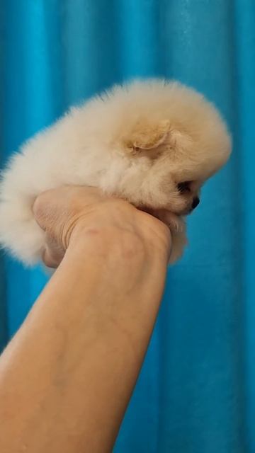 супер мини мальчик смотреть онлайн