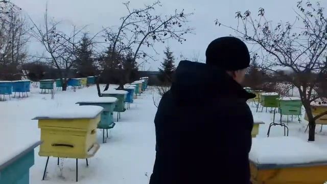 Состояние пчелосемей 27 декабря. С наступающим!!! смотреть онлайн