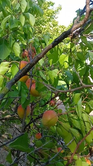 плод ваш есть святость, а конец — жизнь вечная./Рим.6,22/ смотреть онлайн