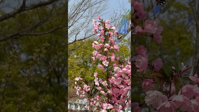 Что такое Успех,Удача-это притяжение,т.е.ты должен быт? смотреть онлайн