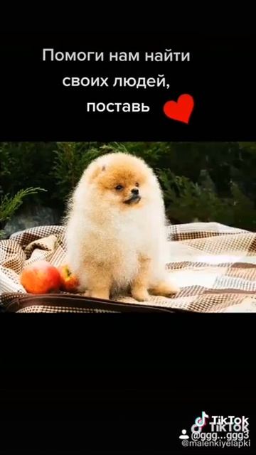 Померанский шпиц,щенки,продажа смотреть онлайн