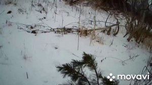 ПРОВЕРКА ПЕТЕЛЬ НА ЗАЙЦА! РЕЗУЛЬТАТ ЗА ДВА ДНЯ! ОХОТА ПЕТЛЯМИ!