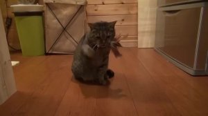 Варган плюс битбокс.