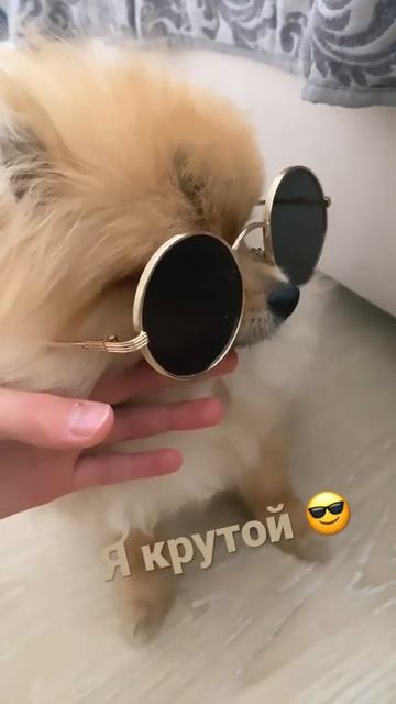 Я крутой шпиц