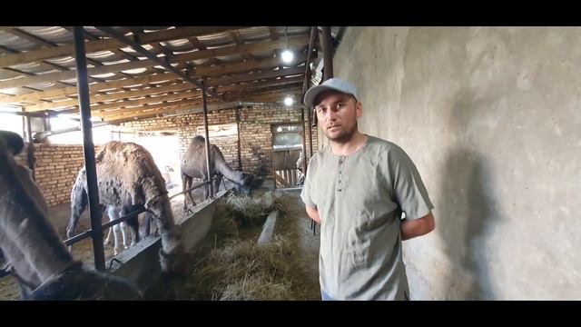 Шири шутур дар  нохияи Б.Гафуров