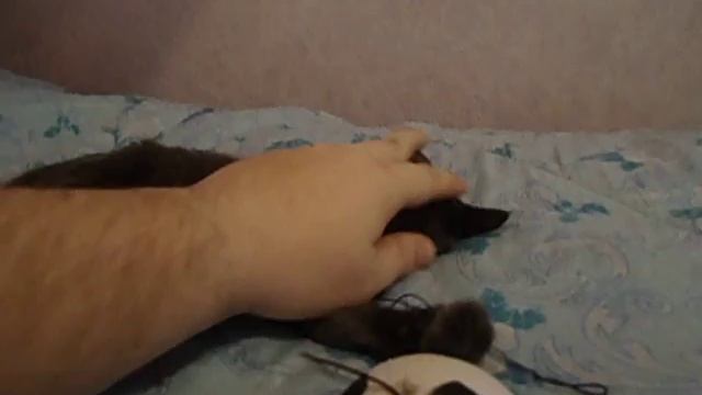 Барбоскин. Первый контакт. смотреть онлайн