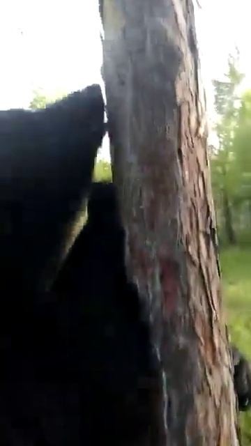 ЧЕСАЛКА ДЛЯ МЕДВЕДЕЙ смотреть онлайн