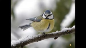 А. Вивальди. Времена года.  Зима.  I часть/ Antonio Vivaldi - The four seasons - Winter, Part I