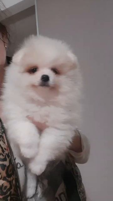 Мальчик-померанчик. Хочу встретить Новый год с вами!