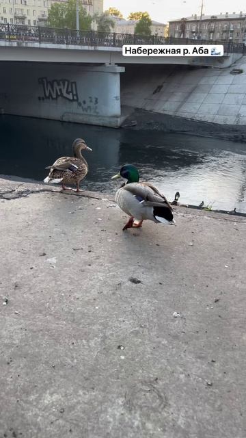 Набережная реки Аба  🌊