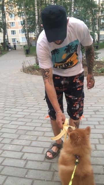 Шпиц всеядный))))/Собака ест банан