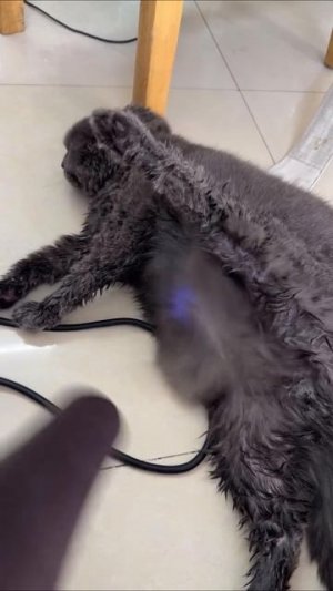 Балерина Капучино