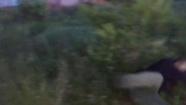 напал тигр в лесу смотреть онлайн