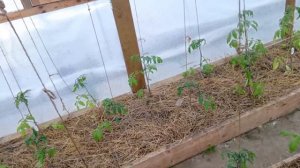 Высадила 84 томата в теплицу 3х6 .Размеры грядок