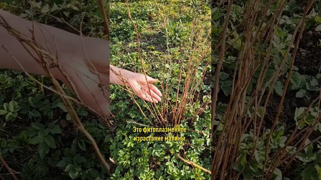 Вся малина погибнет, если появились эти симптомы! Коварный вредитель и опасная болезнь лишают урожая смотреть онлайн