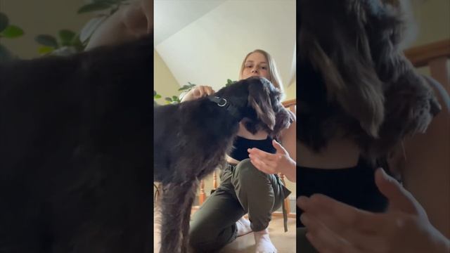 Как дать собаке таблетку? / How To Give A Dog A Pill?