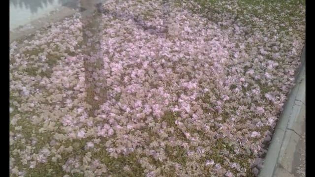 Калафат (Calafat) в снимки