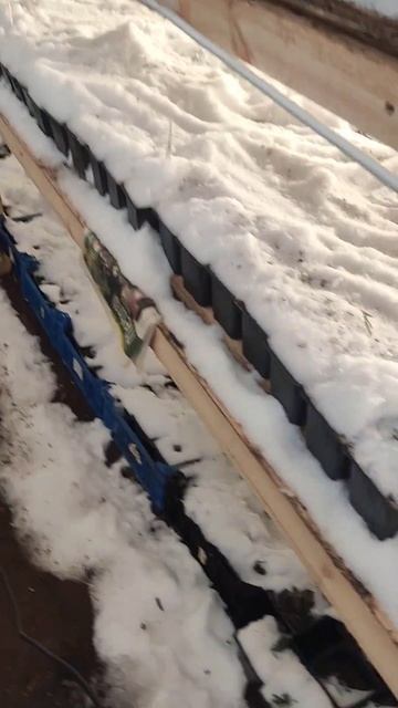 Зимовка маленьких Гортензий смотреть онлайн